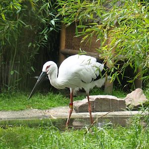 Oriental white stork (Ciconia boyciana), 2019-06-26