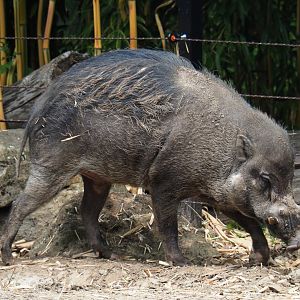 Negros VIsayan warty pig (Sus cebifrons negrinus) boar, 2019-06-26