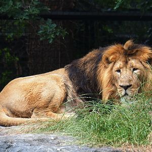 Asiatic lion (Panthera leo persica), 2019-06-26