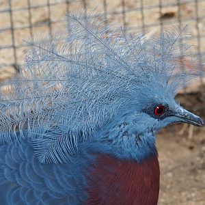 Sclater's crowned pigeon (Goura sclaterii), 2019-06-26