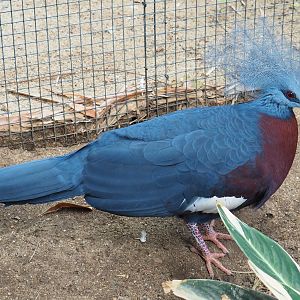 Sclater's crowned pigeon (Goura sclaterii), 2019-06-26