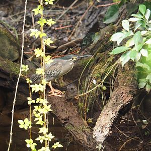 Striated heron (Butorides striata), 2019-06-26
