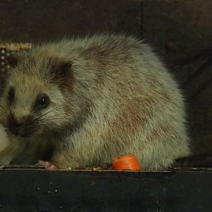 Northern Luzon giant cloud rat (Phloeomys pallidus), 2019-06-26