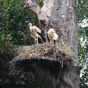 Juvenile European white storks (Ciconia ciconia) on nest, 2019-06-26