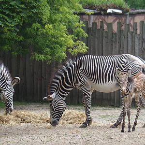 Grévy's zebra (Equus grevyi) with foal, 2019-06-26