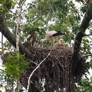 European white storks (Ciconia ciconia) nest in tree, 2019-06-26