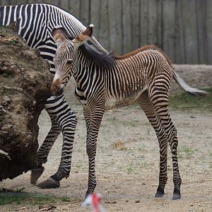 Grévy's zebra (Equus grevyi) foal Uzuri, 2019-06-26