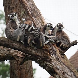 Ring-tailed lemurs (Lemur catta), 2019-06-26