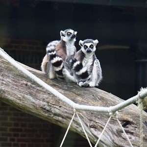 Ring-tailed lemurs (Lemur catta), 2019-06-26