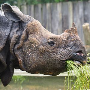 Indian rhinoceros (Rhinoceros unicornis) Johanna, 2019-06-26