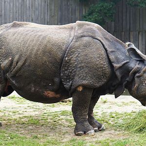 Indian rhinoceros (Rhinoceros unicornis) Johanna, 2019-06-26