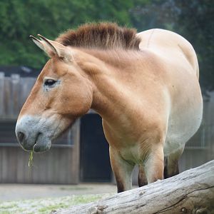 Przewalski's horse (Equus ferus przewalskii), 2019-06-26