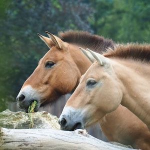 Przewalski's horses (Equus ferus przewalskii), 2019-06-26