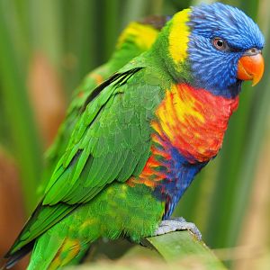 Rainbow lorikeet (Trichoglossus moluccanus), 2019-06-26