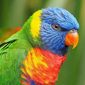 Rainbow lorikeet (Trichoglossus moluccanus), 2019-06-26