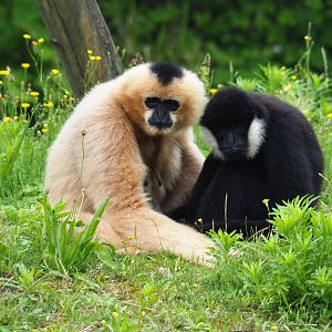Northern white-cheeked gibbons (Nomascus leucogenys), 2019-06-26