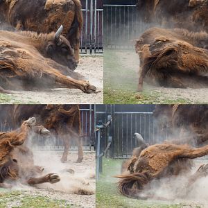 Collage of Wisent bull (Bison bonasus) rolling in the dirt, 2019-06-26
