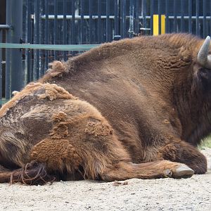 Wisent bull (Bison bonasus), 2019-06-26