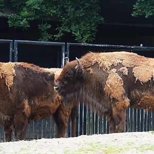 Wisents (Bison bonasus), 2019-06-26