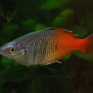 Melanotaenia boesemani, 2019-06-26