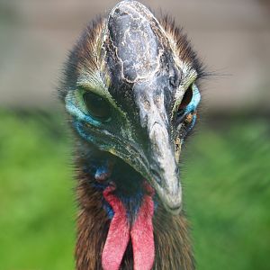 Juvenile Double-wattled cassowary (Casuarius casuarius), 2019-06-26