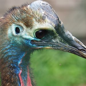 Juvenile Double-wattled cassowary (Casuarius casuarius), 2019-06-26