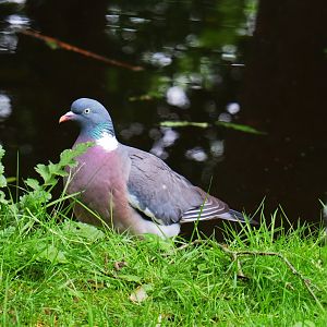 Wild common wood pigeon (Columba palumbus), 2019-06-26