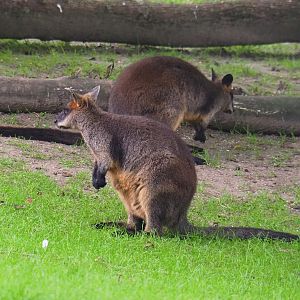 Swamp wallaby (Wallabia bicolor), 2019-06-26