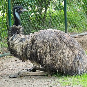Emu (Dromaius novaehollandiae), 2019-06-26