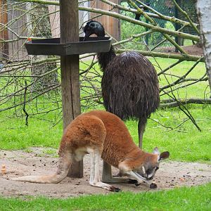 Emu (Dromaius novaehollandiae) and Red kangaroo (Macropus rufus), 2019-06-26