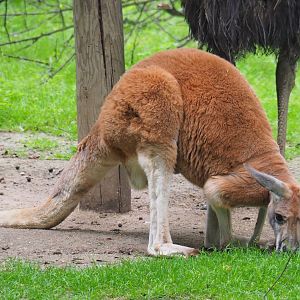 Red kangaroo (Macropus rufus), 2019-06-26