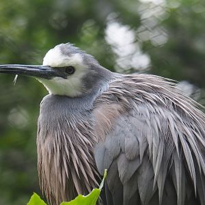 White-faced heron (Egretta novaehollandiae), 2019-06-26