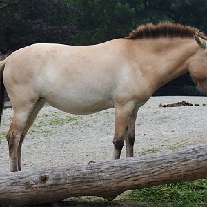 Przewalski's horse (Equus ferus przewalskii), 2019-06-26