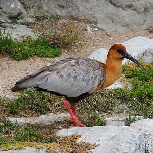 Black-faced ibis (Theristicus melanopis), 2019-06-26