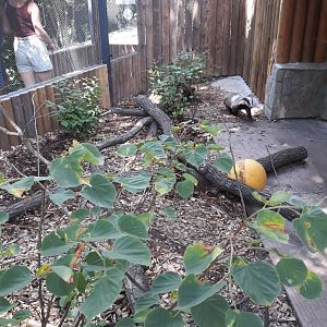 New walktrough aviary - Badger exhibit
