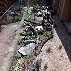 Walkthrough exhibit - European green lizard exhibit