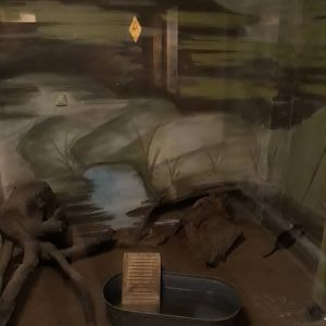 Rakali (Water rat) exhibit redevelopment