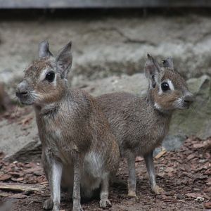 Chacoan mara (Dolichotis salinicola)