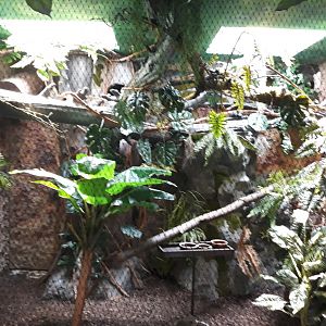 Bird house - Chestnut-eared aracari exhibit