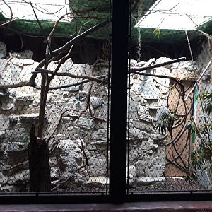 Bird house - Silvery-cheeked hornbill exhibit