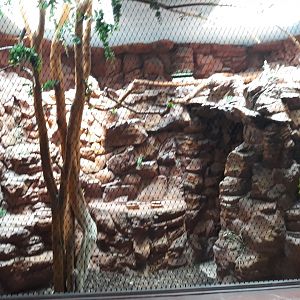 Bird house - Blue-winged kookaburra exhibit