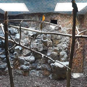 Bird house - Blue-throated macaw exhibit