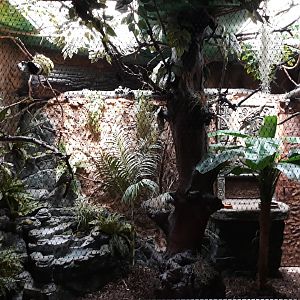 Bird house - Crimson-rumped toucanet exhibit