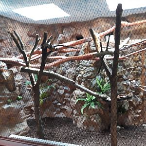 Bird house - Eclectus parrot exhibit