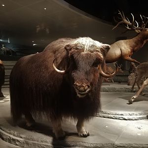 Musk Ox