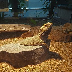 Bearded Dragon