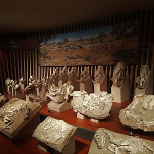 Platybelodon Fossils