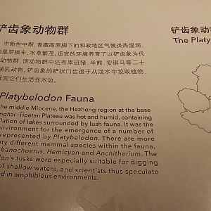 Platybelodon Signage