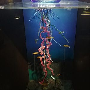 Portuguese Man o' War