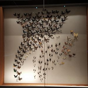 Butterfly Display